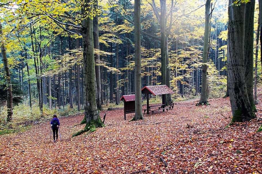 Autumn, Forest, Fallen, Leaves, Colored, colors, walk, trip HD wallpaper