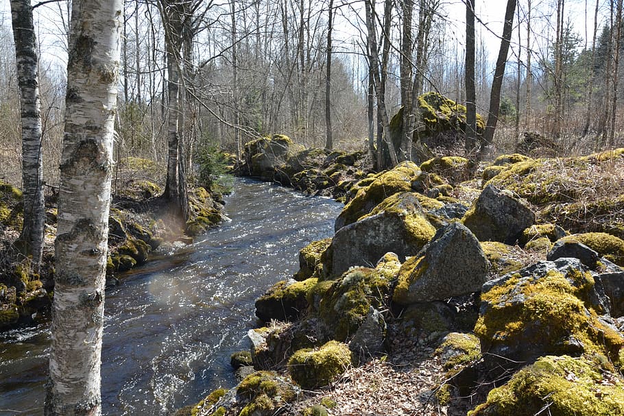 river, stones, moss, birch, trees, nature, forest, nature photo HD wallpaper