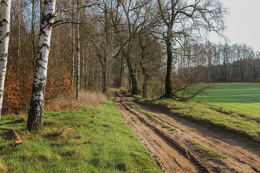 way, field, forest, nature, green, spring, poland, view, tree HD wallpaper
