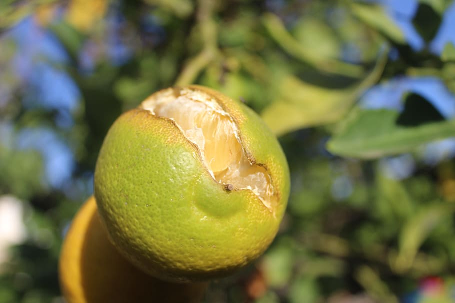 lemon, citric, fruit, fruit tree, vitamin c, food, power, healthy eating HD wallpaper