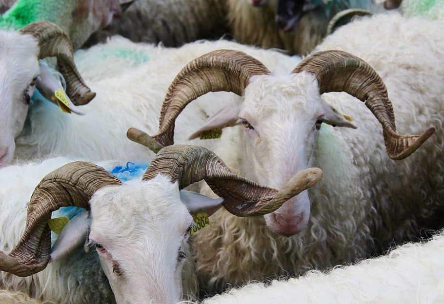 sheep, basco-béarnaise, horns and lyres, animal themes, mammal HD wallpaper