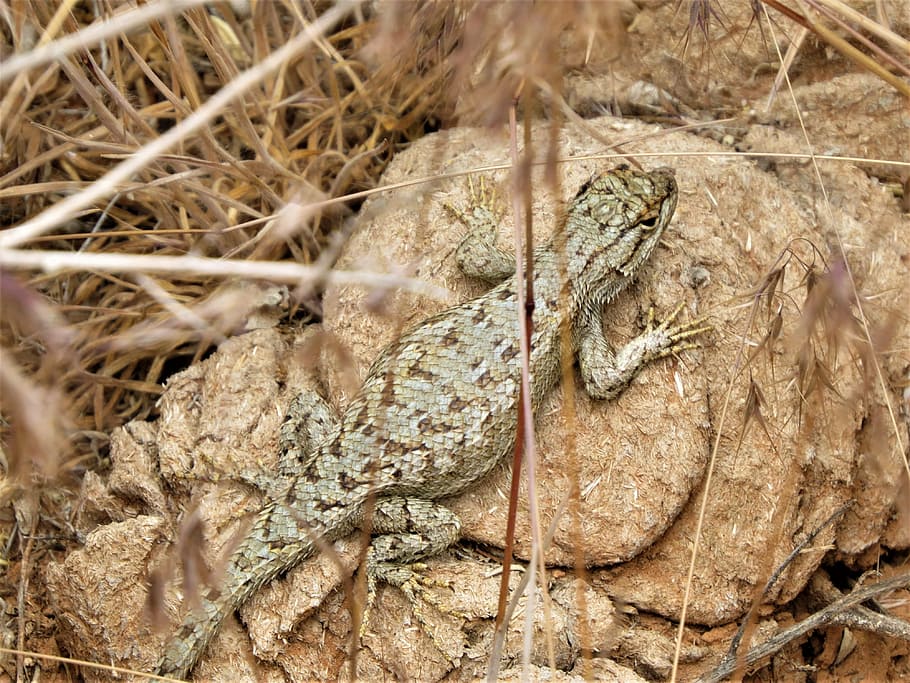 reptile, lizard, wild, brown, nature, animal, animal themes HD wallpaper