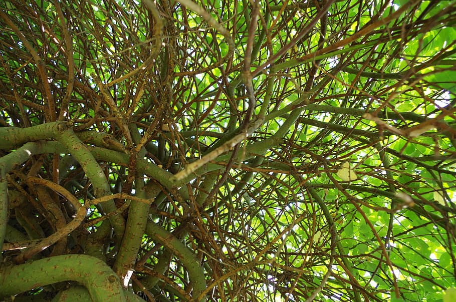 tree, willow, nature, green, plant, growth, branch, low angle view HD wallpaper