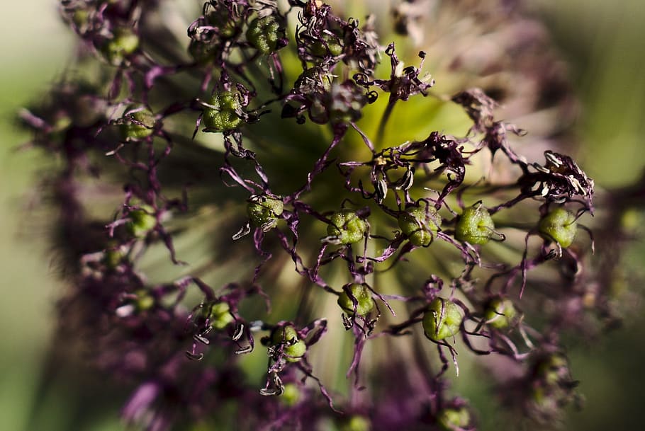 Decay, Flower, Nature, Old, Blossom, purple, green, macro, plant HD wallpaper