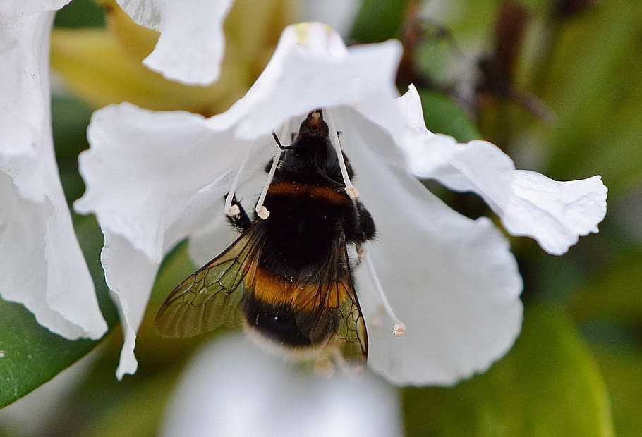 Hummel, Fly, Flower, Nature, Insect, collect, summer, one animal HD wallpaper