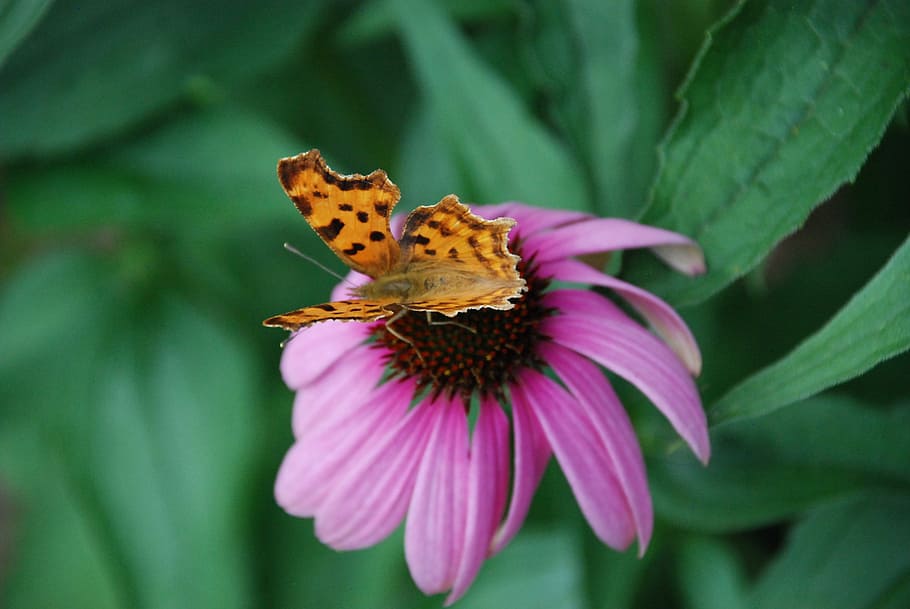butterfly, blossom, bloom, close, nature, summer, insect, probe HD wallpaper