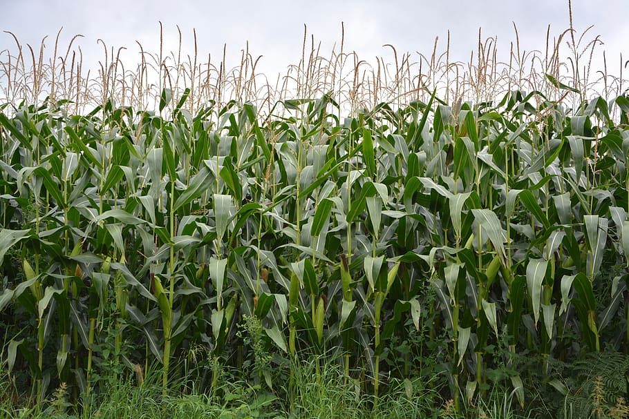 corn, culture, fields, agriculture, agricultural, summer, nature HD wallpaper