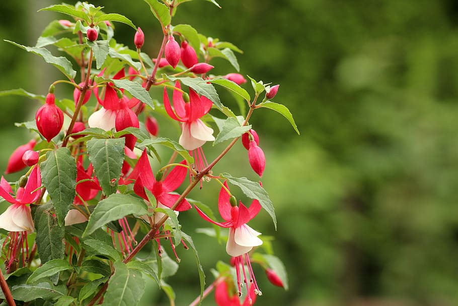 pink-and-white fuchsia flowers, composition, flowerpots, decoration HD wallpaper