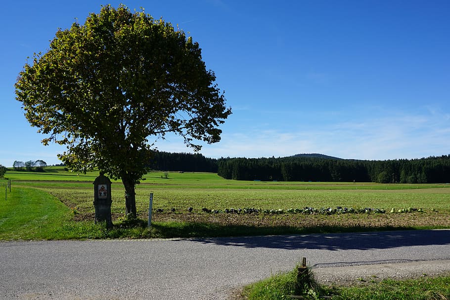 tree, wayside cross, nature, sky, plant, field, tranquility HD wallpaper