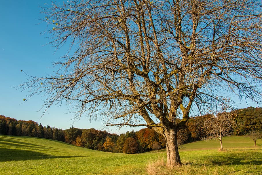 meadow, fruit tree, autumn, nature, landscape, orchard, trees HD wallpaper