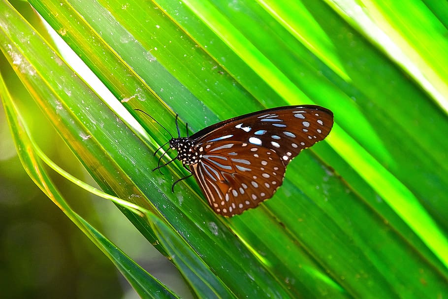 butterfly, insects, animals, animal wildlife, animal themes HD wallpaper