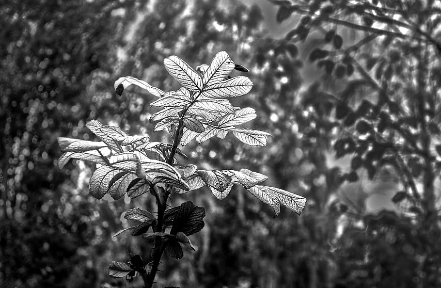leaf, branch, foliage, plant, shrub, nature, fragile, art, b w photography HD wallpaper