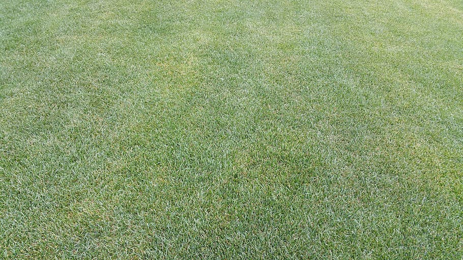 prato, green, spring, grass, nature, summer, campaign, park HD wallpaper