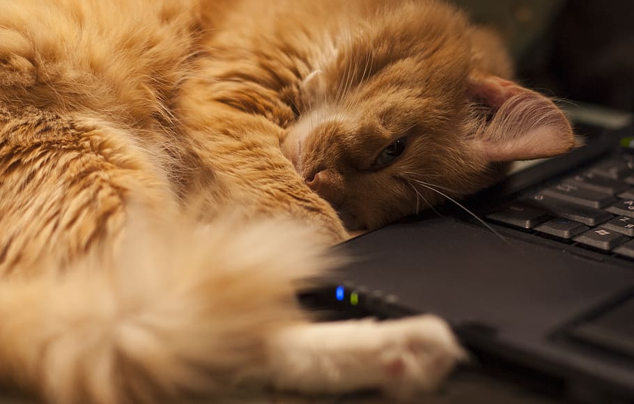 orange tabby cat beside black laptop, red-headed cat, pet, notebook