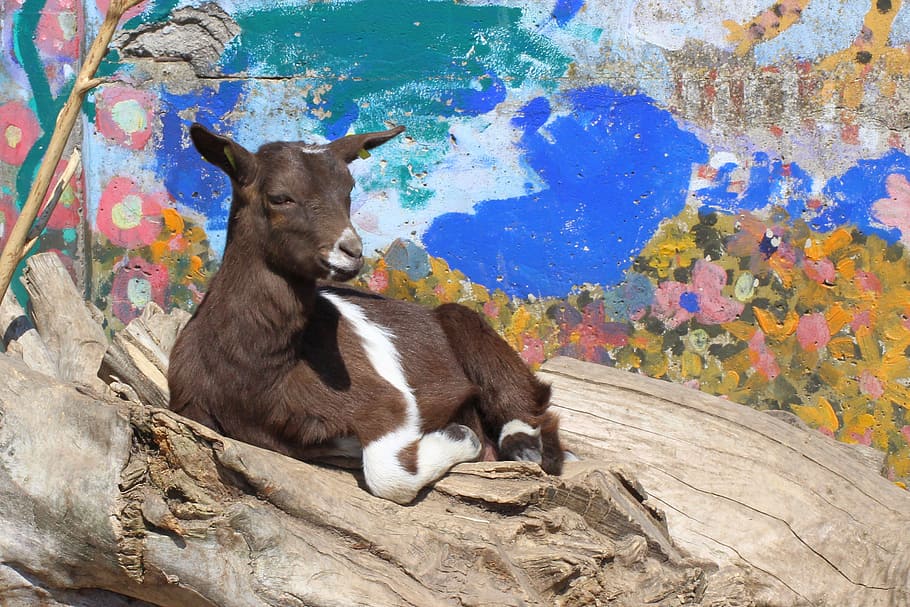 goat, grafitti, tree trunks, sun, petting zoo, animal, nature HD wallpaper