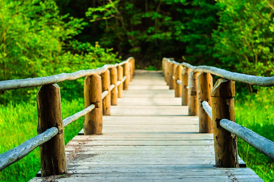 wood, pathway, green, grass, tree, nature, wood - material HD wallpaper