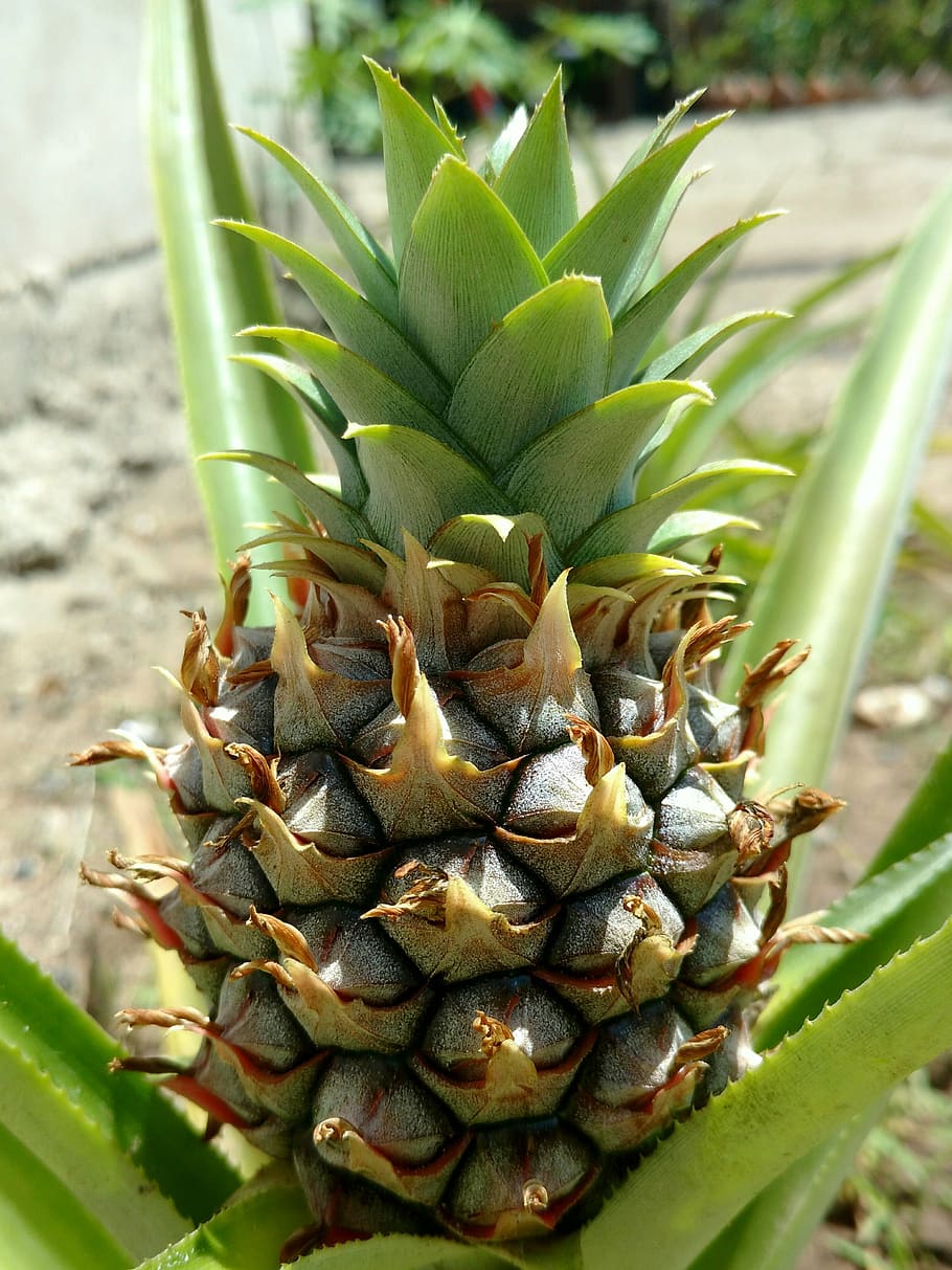 pineapple, tropical fruit, vegetable, food, freshness, nature HD wallpaper