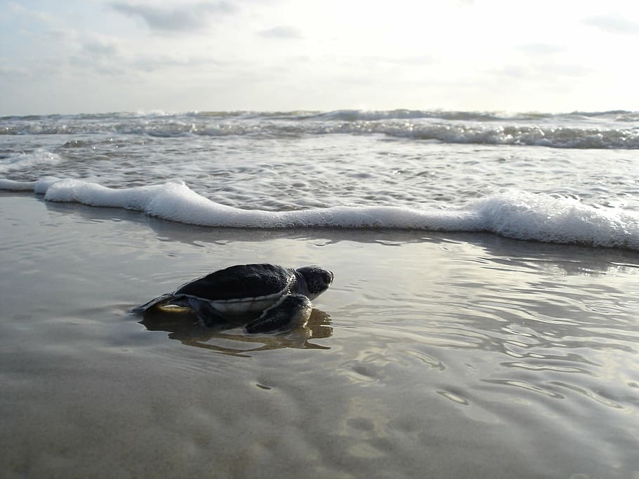 sea turtle crawling through body of water, green sea turtle, hatchling
