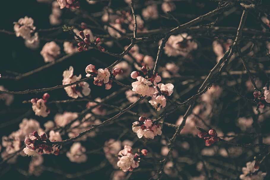 flower, bloom, stem, branches, nature, trees, plant, flowering plant HD wallpaper