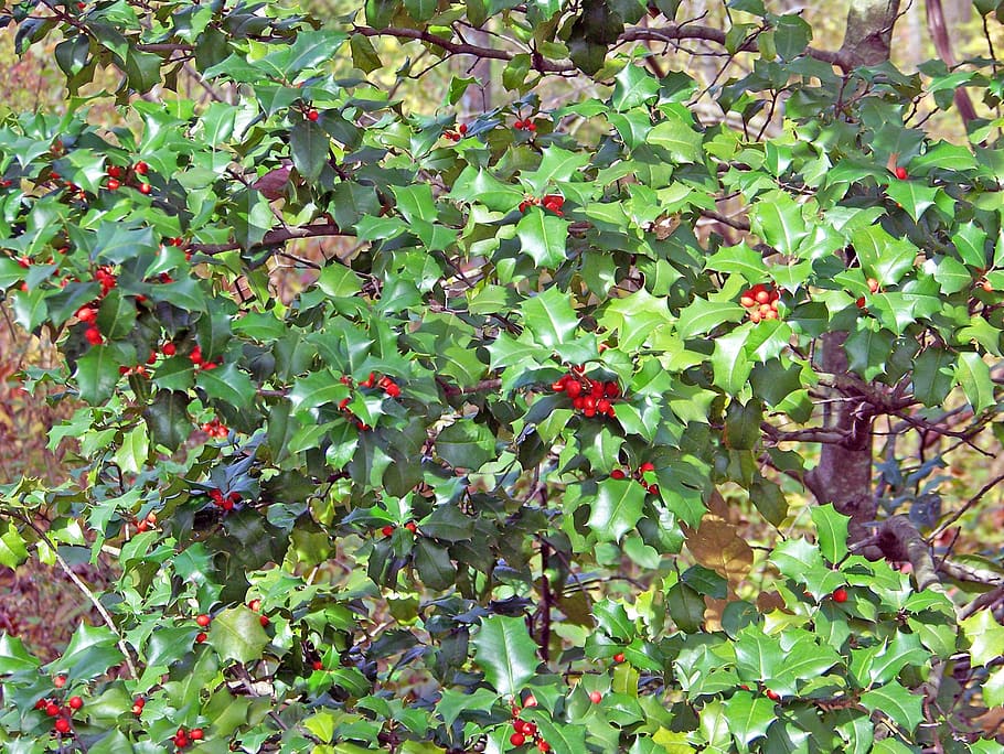 holly, holly berries, holly bush, holly tree, christmas berries, HD wallpaper