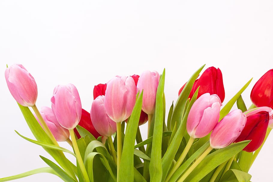 pink and red flowers in bud, Tulips, Bouquet, Spring, Nature HD wallpaper