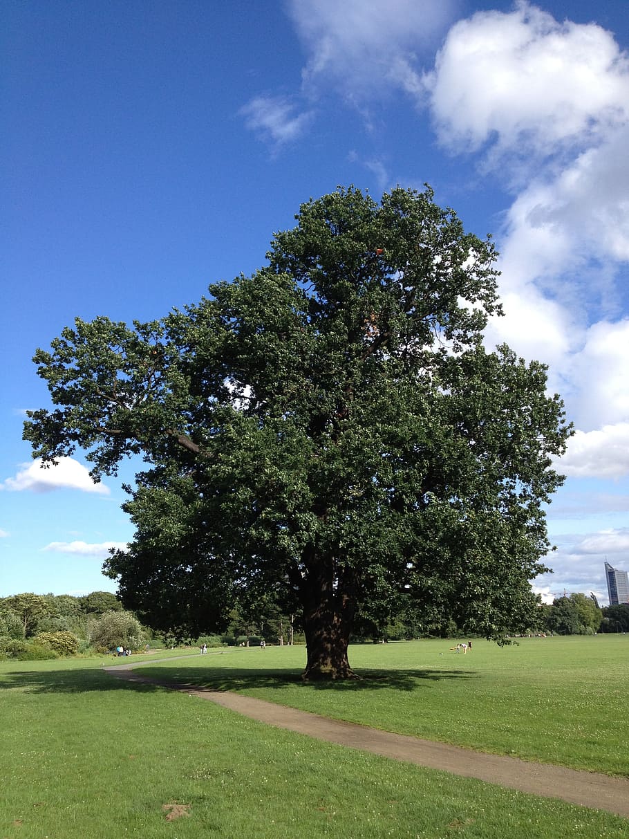 big tree, leipzig, germany, landscape, park, plant, sky, grass HD wallpaper
