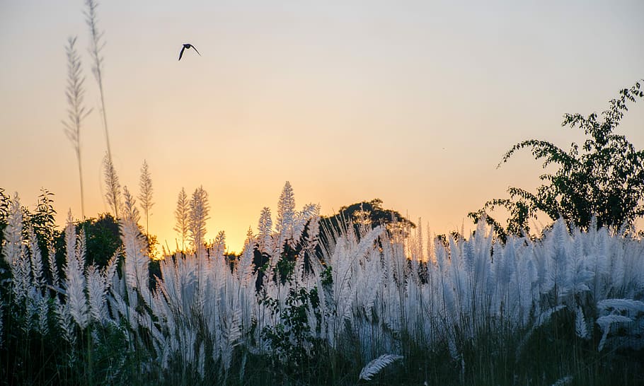 landscape, evening, time, bird, flying, tree, plant, sky, tranquil scene HD wallpaper