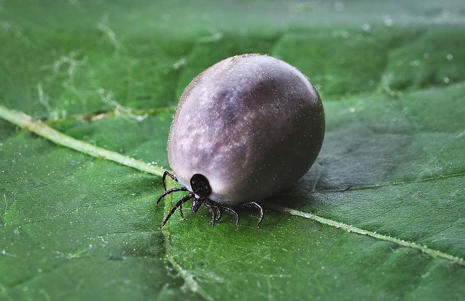 shallow focus photography of thick, tick, lyme disease, mites, HD wallpaper
