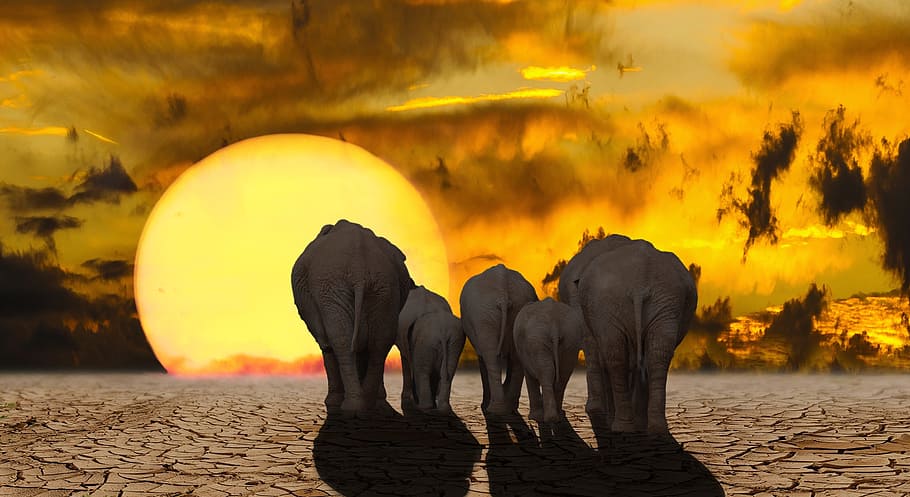 elephant illustration with sun, nature, emotions, climate change, HD wallpaper