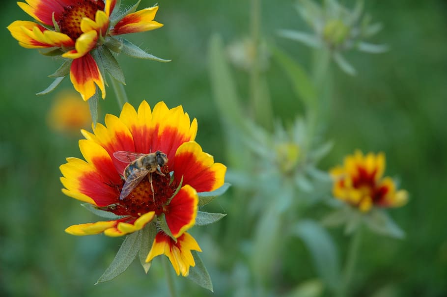 bee, flower, insect, summer, animal, nature, yellow, plant HD wallpaper
