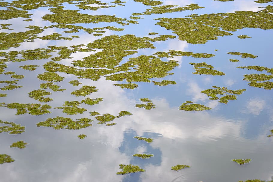 lake, reflection, leaves, nature, water, plant, tree, day, beauty in nature HD wallpaper