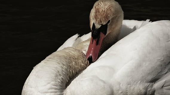 labut, aqueous, bird, animal, animal themes, vertebrate, animals in the wild HD wallpaper