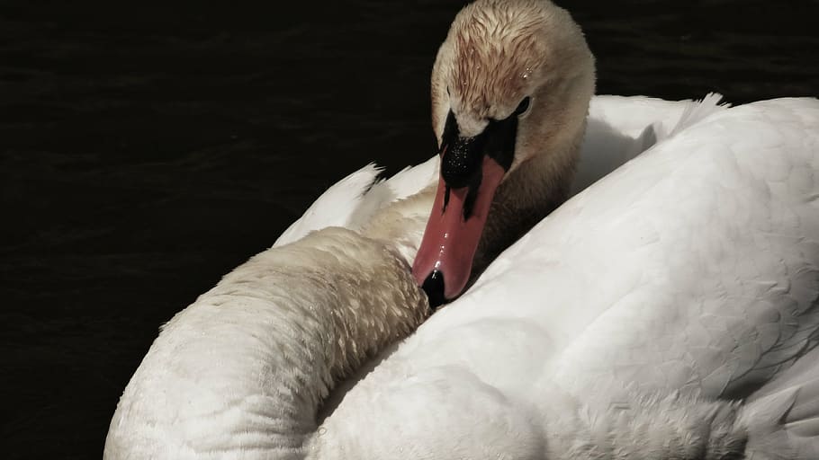 labut, aqueous, bird, animal, animal themes, vertebrate, animals in the wild HD wallpaper