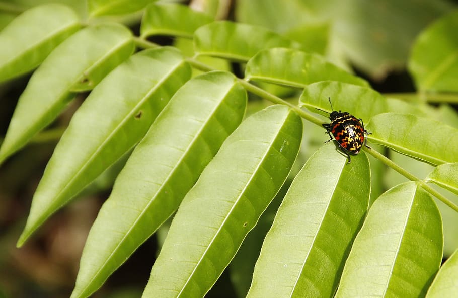 Ladybug, Forest, Insects, nature, leaf, green Color, plant HD wallpaper