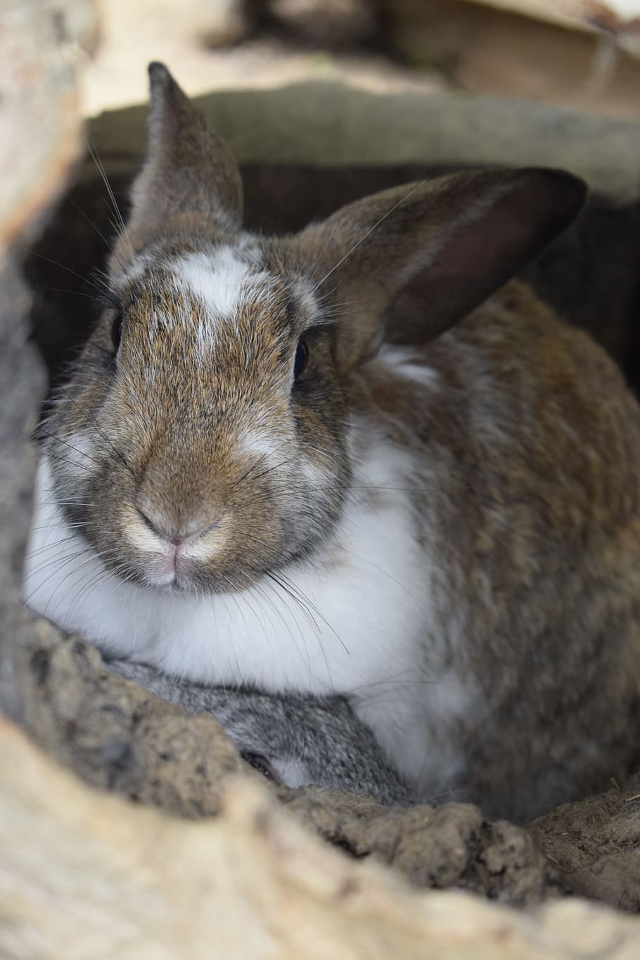 Rabbit, Animals, Farm, rabbit - Animal, pets, cute, mammal HD wallpaper