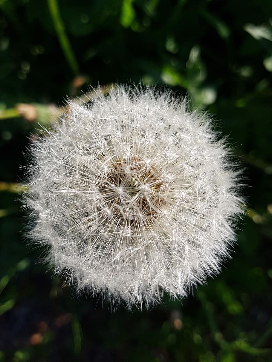 wilted, dandelion, summer, flower, fragility, vulnerability HD wallpaper