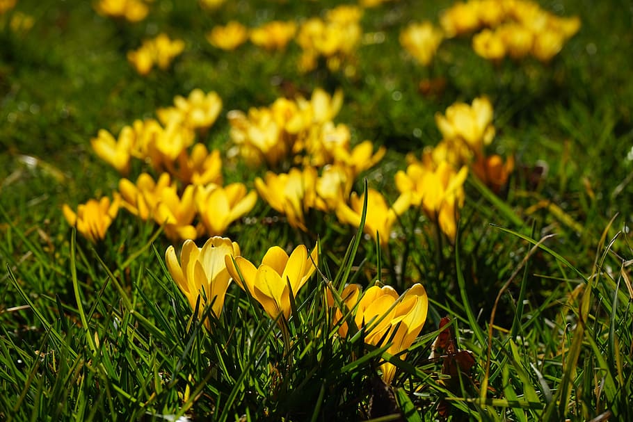 crocus, flowers, plant, spring, frühlingsblüher, yellow, mm HD wallpaper