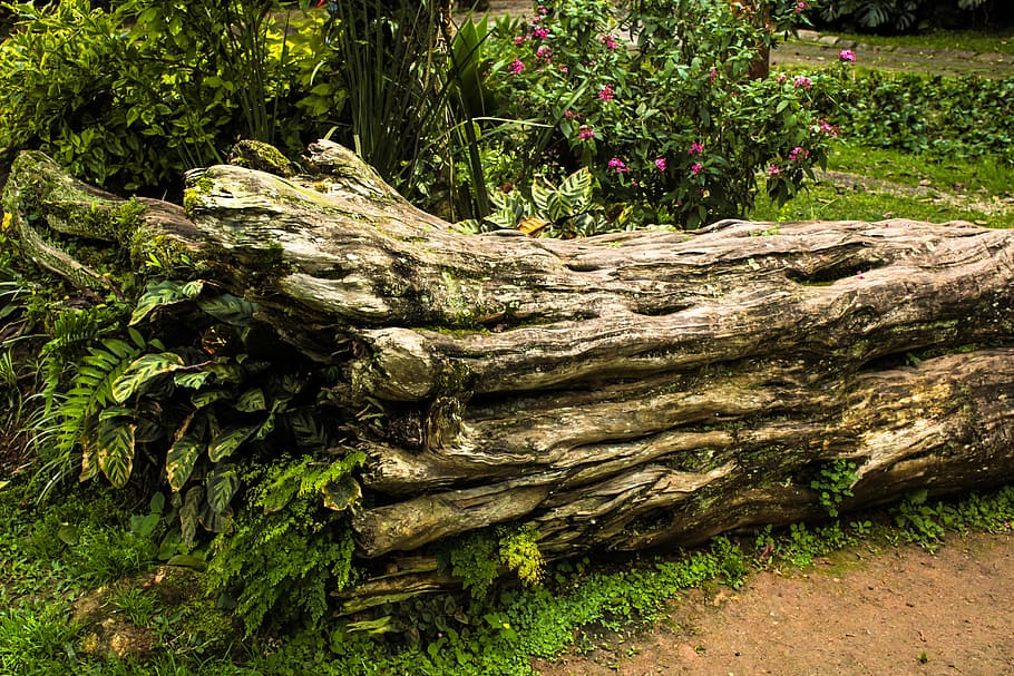 trunk, woods, tree, landscape, environment, old tree, plant HD wallpaper
