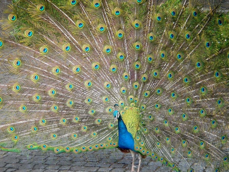 Peacock, Bird, Colors, one animal, animal themes, animals in the wild HD wallpaper