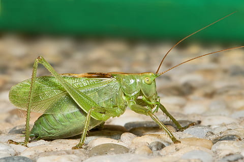 katydid, grasshopper, insect, bug, macro, nature, green, one animal HD wallpaper