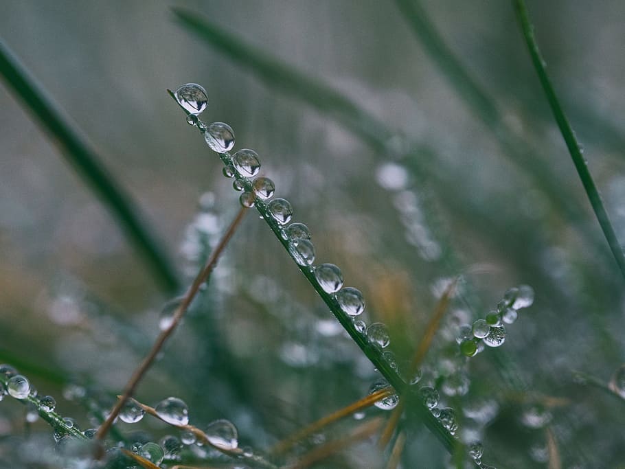 grass, leaf, water, drops, wet, nature, raindrop, outdoor, plant HD wallpaper
