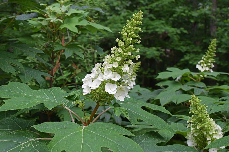 oak leaf hydrangea, shrub, plant, garden, nature, spring, white HD wallpaper