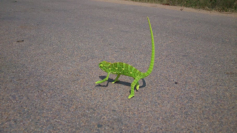 chameleon, reptile, lizard, green, lone, walking, slow, street HD wallpaper