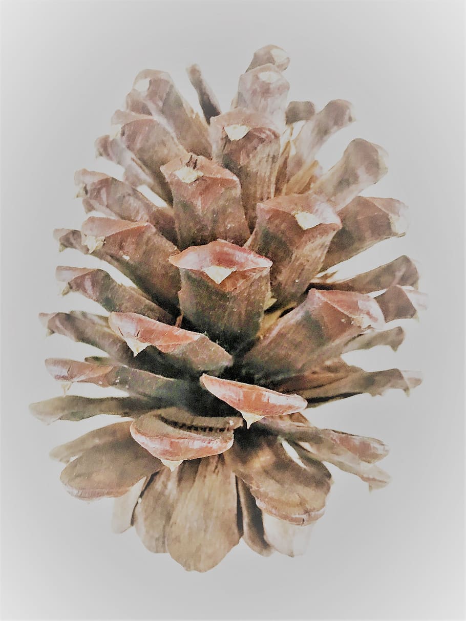 brown, pine, cone, studio shot, white background, indoors, close-up HD wallpaper