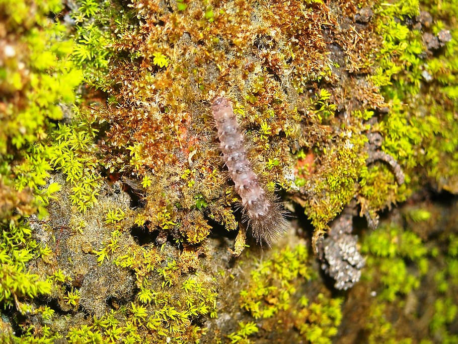 caterpillar, moss, green, wall, nature, leaf, autumn, tree HD wallpaper