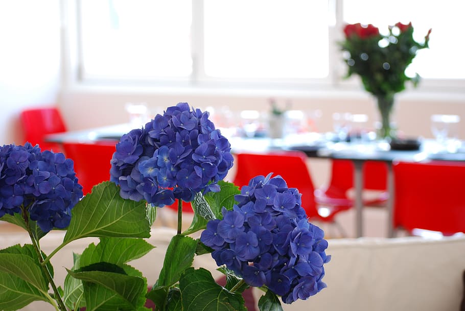 blue flower arrangement centerpiece, table, setting, flowers HD wallpaper