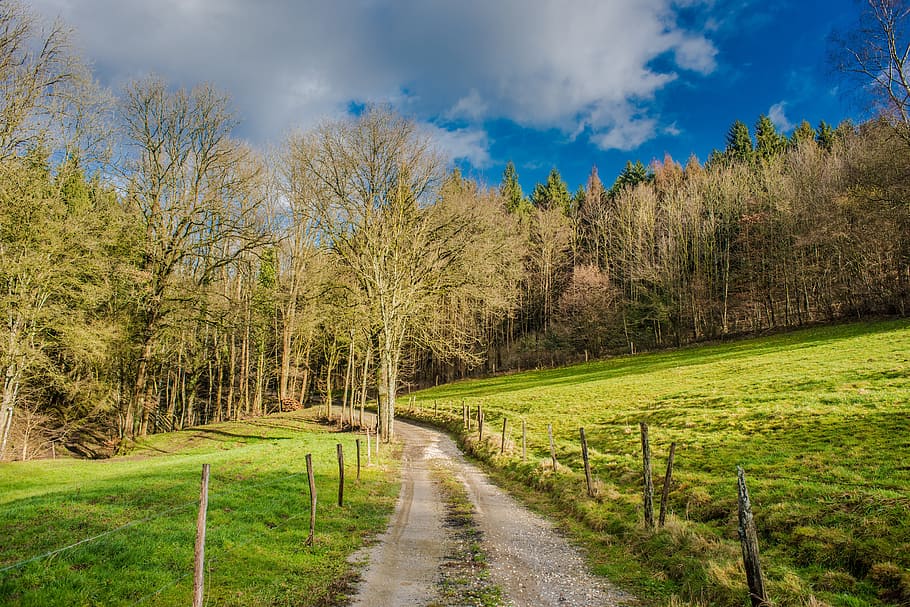 tree, landscape, nature, grass, wood, season, rural, sky, meadow HD wallpaper