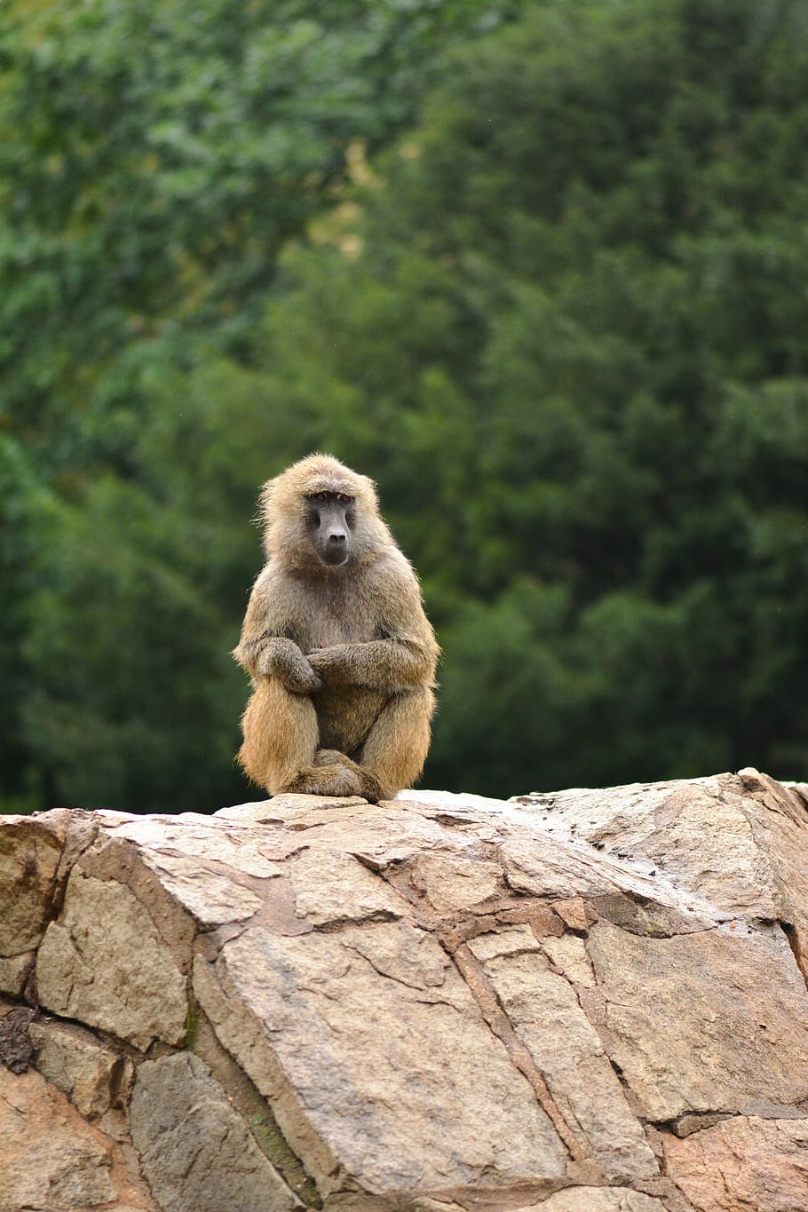 monkey, animal, tree, forest, zoo, mammal, wild animal, nature HD wallpaper