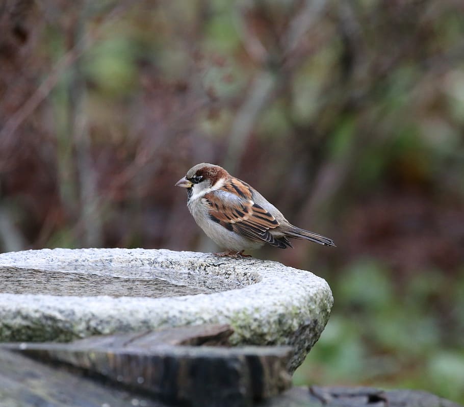 bird, house sparrow, passer domesticus, springs, birdbath, nature, HD wallpaper