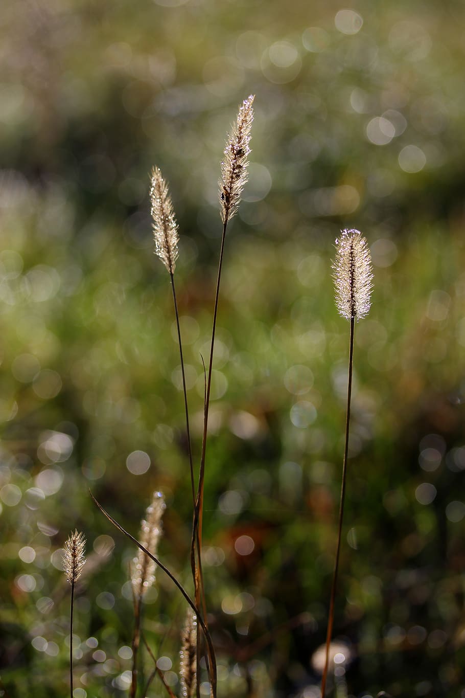 spice, camp, bokeh, green, plant, growth, focus on foreground HD wallpaper
